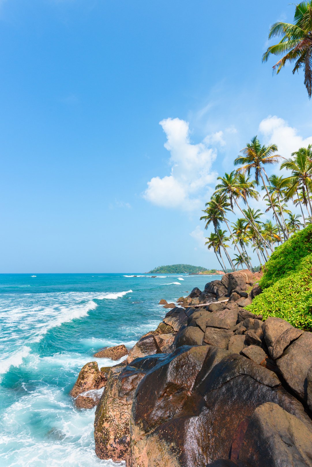 Coconut palm trees on hill at tropical island coast